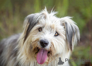 Photo №2 de l'annonce № 159460 de la vente chien bâtard - acheter à Fédération de Russie annonce privée