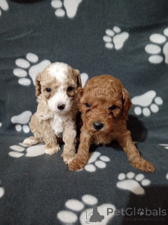 Photo №2 de l'annonce № 138221 de la vente caniche (jouet) - acheter à Serbie 