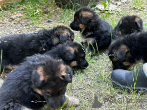 Photo №1. berger allemand - à vendre en ville de Prešov | 350€ | Annonce №29259