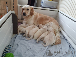 Photo №4. Je vais vendre golden retriever en ville de Corres. annonce privée, éleveur - prix - 400€