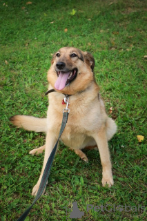 Photo №1. chien bâtard - à vendre en ville de Москва | Gratuit | Annonce №8008