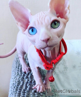 Photo №1. sphynx - à vendre en ville de Charleroi | Gratuit | Annonce № 123977