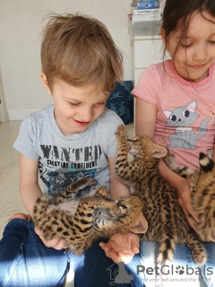 Photos supplémentaires: chatons savannah , serval et caracal