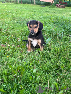 Photo №1. berger allemand - à vendre en ville de Minsk | 16€ | Annonce №147272