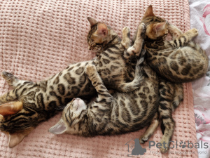 Photo №3. chatons bengal. Allemagne