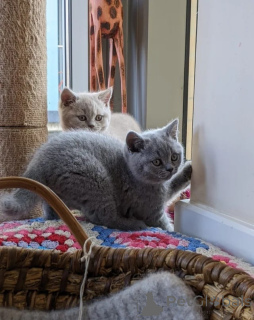 Photo №1. british shorthair - à vendre en ville de Genève | 400€ | Annonce № 173966