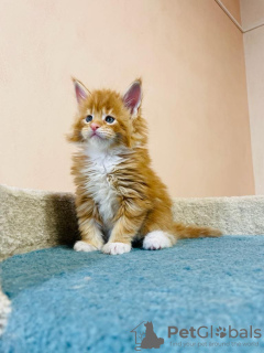 Photo №1. maine coon - à vendre en ville de Passau | 400€ | Annonce № 125716