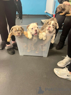 Photo №2 de l'annonce № 133356 de la vente bouledogue américain - acheter à Allemagne annonce privée