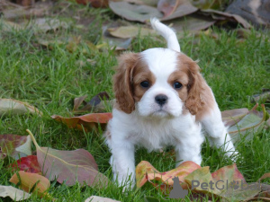 Photo №1. cavalier king charles spaniel - à vendre en ville de Frýdek-Místek | négocié | Annonce №96497