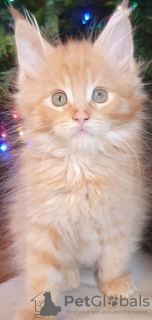 Photo №4. Je vais vendre maine coon en ville de Berlin. annonce privée - prix - 400€