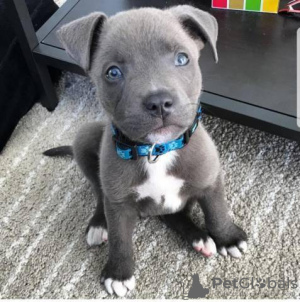 Photo №1. american pit bull terrier - à vendre en ville de Штутгарт | négocié | Annonce №127430