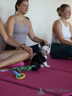 Photo №3. Prachtige Franse Bulldog-puppy's zoeken een liefdevol new thuis. Pays Bas