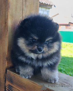 Photo №2 de l'annonce № 165321 de la vente yorkshire terrier - acheter à La finlande annonce privée, éleveur