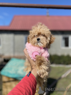 Photo №2 de l'annonce № 166530 de la vente maltipu - acheter à Ukraine annonce privée