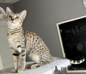 Photo №1. savannah - à vendre en ville de Paris | Gratuit | Annonce № 176363