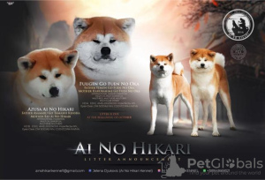 Photo №1. akita (chien) - à vendre en ville de Валево | négocié | Annonce №88921