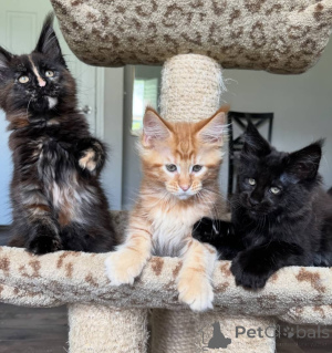 Photo №2 de l'annonce № 168180 de la vente maine coon - acheter à Allemagne éleveur