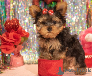 Photo №1. yorkshire terrier - à vendre en ville de Aalst | 615€ | Annonce №55878