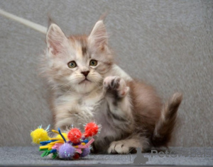 Photo №1. maine coon - à vendre en ville de Berlin | Gratuit | Annonce № 135460