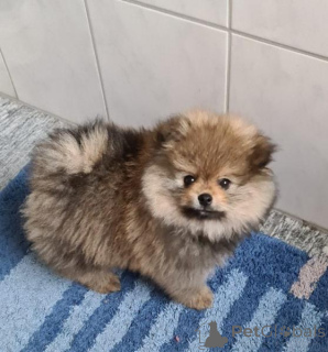 Photo №1. spitz nain - à vendre en ville de Mayrhofen | négocié | Annonce №139105