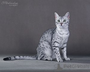 Photos supplémentaires: La chatterie propose à la vente des chatons mau égyptiens.