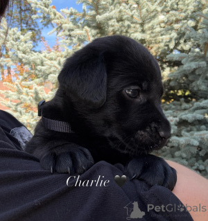 Photo №1. labrador retriever - à vendre en ville de Brno | négocié | Annonce №178542