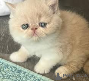 Photo №4. Je vais vendre exotic shorthair en ville de Helsinki. annonce privée, éleveur - prix - 580€