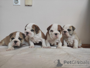 Photo №1. bulldog anglais - à vendre en ville de Zrenjanin | négocié | Annonce №80774