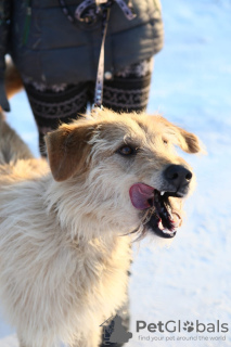 Photo №1. chien bâtard - à vendre en ville de Краснокамск | Gratuit | Annonce №9012