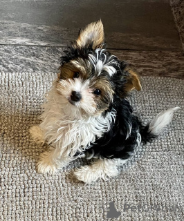 Photo №2 de l'annonce № 133410 de la vente biewer yorkshire terrier - acheter à Georgia annonce privée