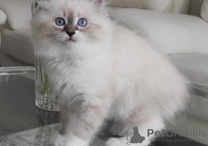 Photo №1. ragdoll - à vendre en ville de Ranst | Gratuit | Annonce № 128750