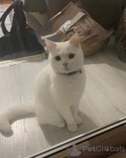 Photo №4. Je vais vendre  en ville de Аланья. annonce privée - prix - négocié