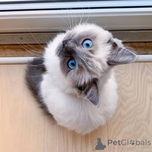 Photo №3. Chatons Ragdoll de qualité pour Re-homing. La Grande-Bretagne