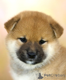 Photo №3. Chiots Shiba Inu, garçon et fille, élevage, sang japonais. Biélorussie