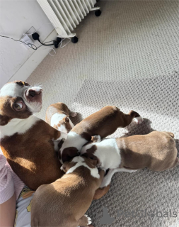 Photo №2 de l'annonce № 154615 de la vente terrier de boston - acheter à Allemagne 