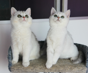 Photo №1. british shorthair - à vendre en ville de Moscou | Négocié | Annonce № 1669