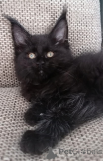 Photo №3. Chatons Maine Coon de race pure de chatterie. Fédération de Russie