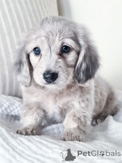 Photo №1. teckel - à vendre en ville de Fracasse | négocié | Annonce №144518