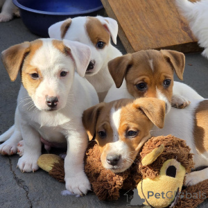 Photo №1. jack russell terrier - à vendre en ville de Prague | négocié | Annonce №172825