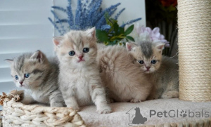 Photo №1. munchkin - à vendre en ville de Hanstedt | 350€ | Annonce № 169557