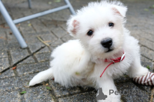Photo №3. Superbes chiots West Highland Terrier. Danemark