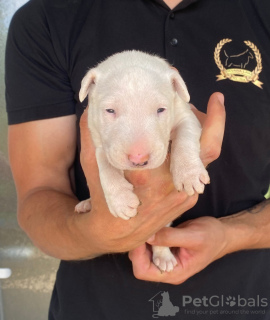 Photo №1. bull terrier - à vendre en ville de Bačka Topola | négocié | Annonce №106260