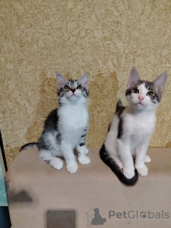 Photo №2 de l'annonce № 164382 de la vente maine coon - acheter à Biélorussie annonce privée