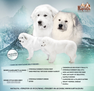 Photo №2 de l'annonce № 6083 de la vente chien de montagne des pyrénées - acheter à Fédération de Russie de la fourrière, éleveur