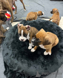 Photo №2 de l'annonce № 161049 de la vente  - acheter à Canada 