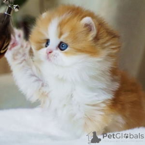 Photo №2 de l'annonce № 160245 de la vente british longhair - acheter à Suisse annonce privée