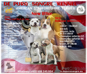 Photos supplémentaires: De Pura Sangre