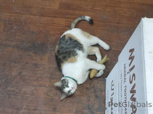 Photo №4. Je vais vendre  en ville de Москва.  - prix - Gratuit