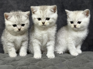 Photo №2 de l'annonce № 163555 de la vente scottish straight - acheter à Biélorussie éleveur