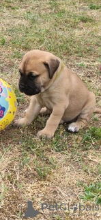 Photos supplémentaires: Chiots Bullmastiff